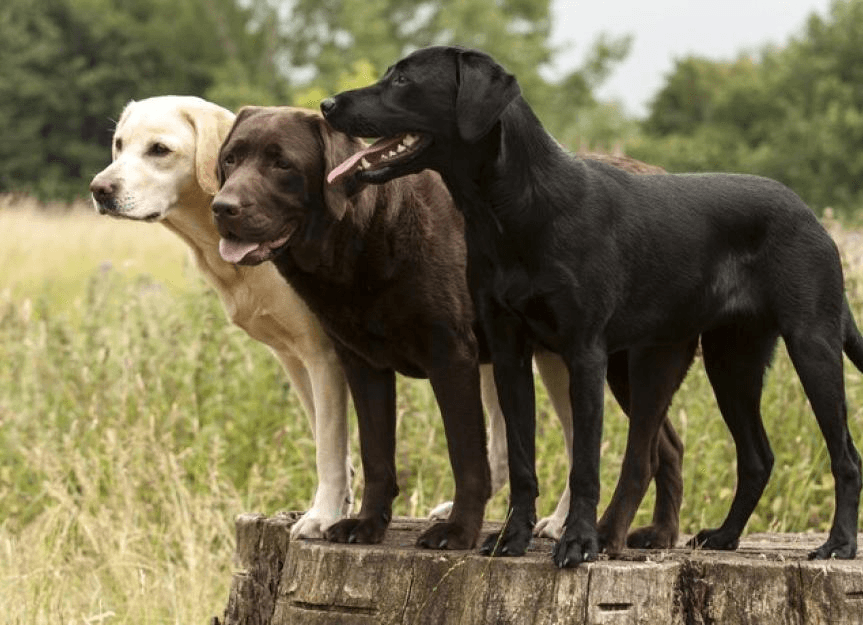 Labrador Retriever