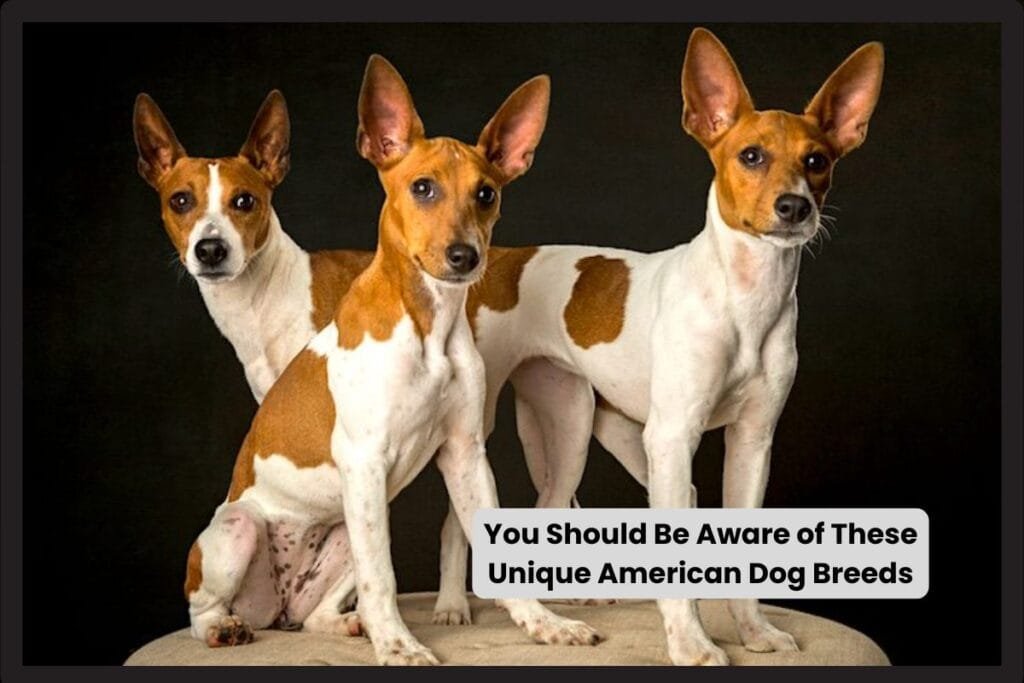 You Should Be Aware of These Unique American Dog Breeds