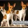 You Should Be Aware of These Unique American Dog Breeds