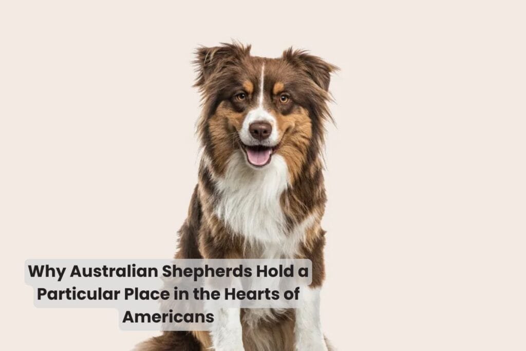 Why Australian Shepherds Hold a Particular Place in the Hearts of Americans