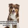 Why Australian Shepherds Hold a Particular Place in the Hearts of Americans
