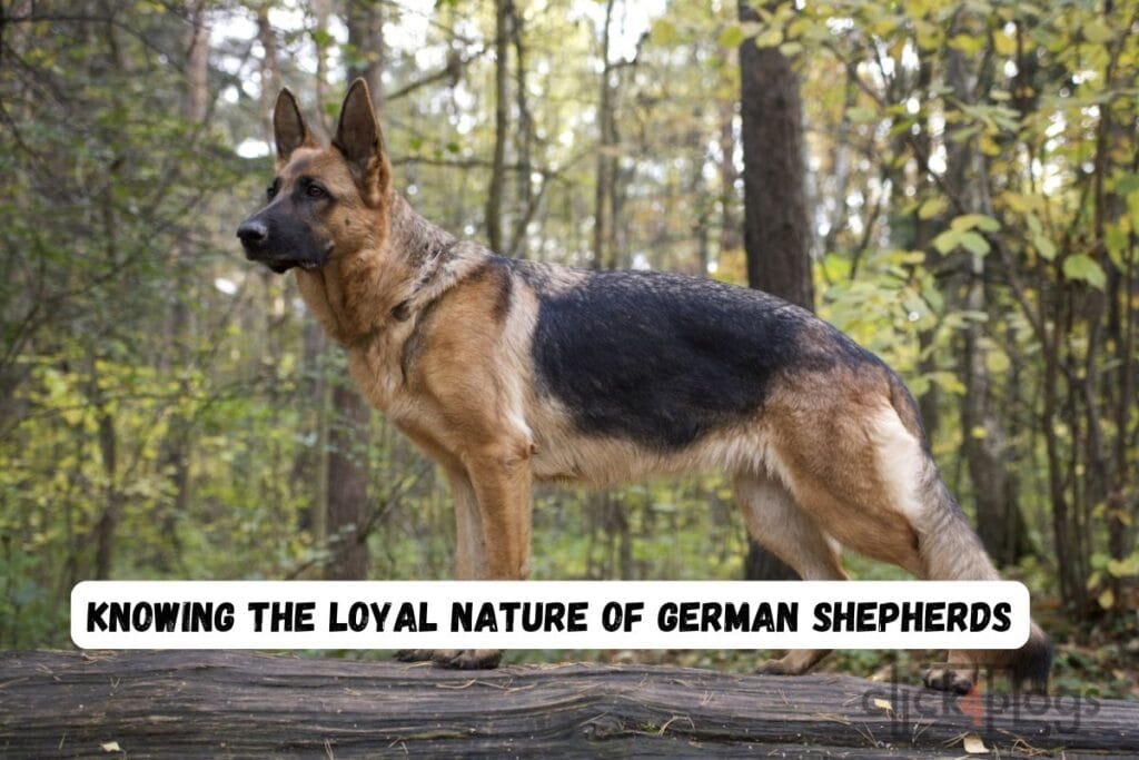 Knowing the Loyal Nature of German Shepherds