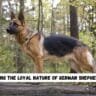 Knowing the Loyal Nature of German Shepherds