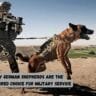 Why German Shepherds Are the Preferred Choice for Military Service