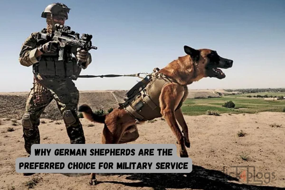 Why German Shepherds Are the Preferred Choice for Military Service