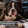 Meet the Fearless and Confident Boxer Dog Breed