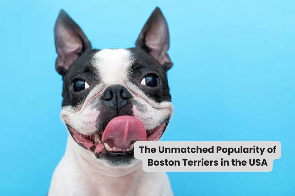 The Unmatched Popularity of Boston Terriers in the USA