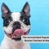 The Unmatched Popularity of Boston Terriers in the USA