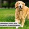 The Reasons Behind Why Americans Love Golden Retrievers