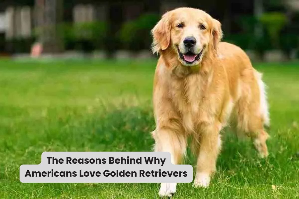 The Reasons Behind Why Americans Love Golden Retrievers
