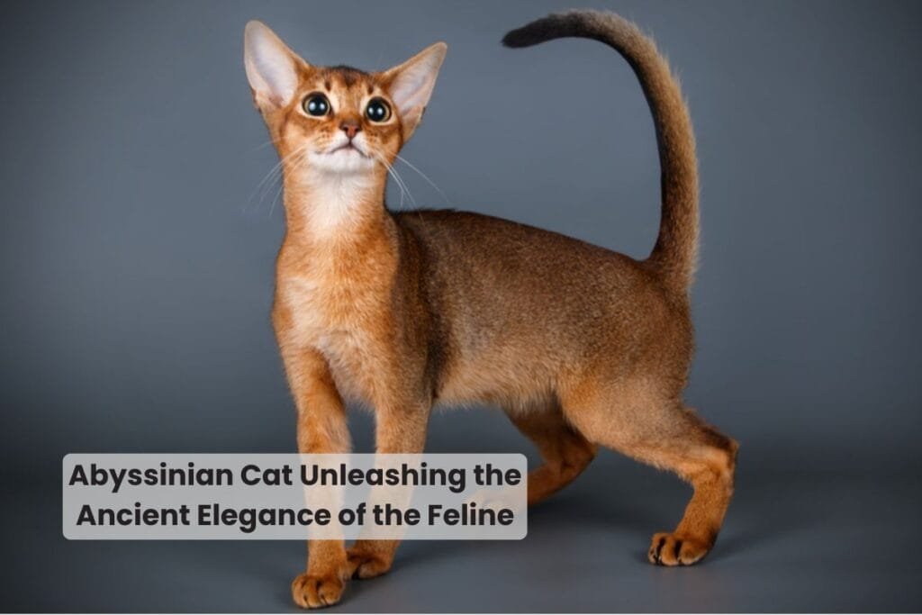 Abyssinian Cat Unleashing the Ancient Elegance of the Feline