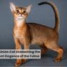 Abyssinian Cat Unleashing the Ancient Elegance of the Feline