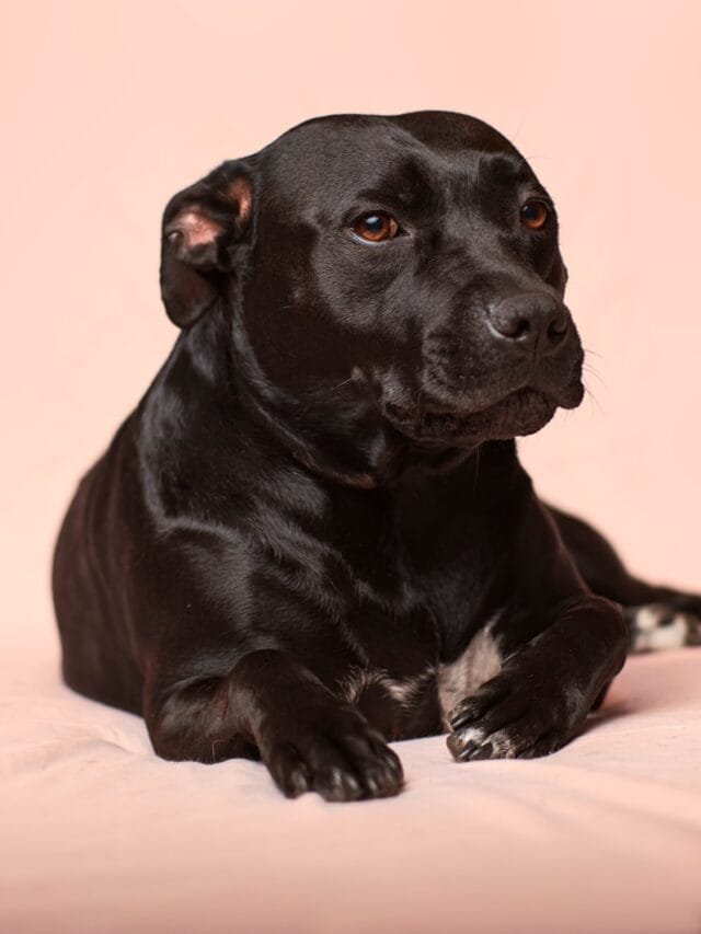 black smooth-coated dog