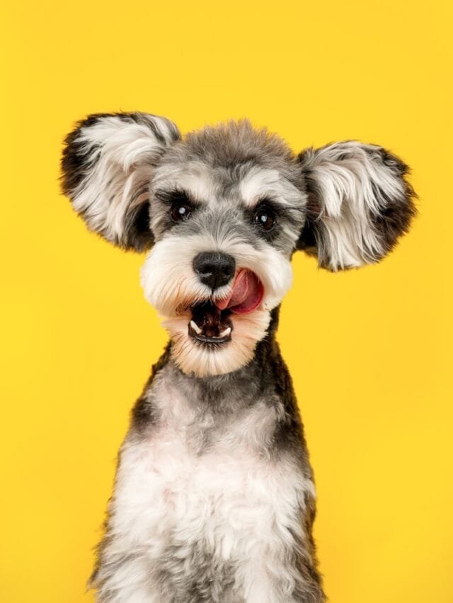 gray and white miniature schnauzer