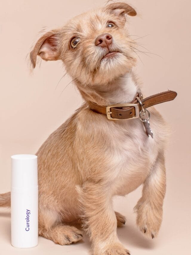 long-coated brown puppy
