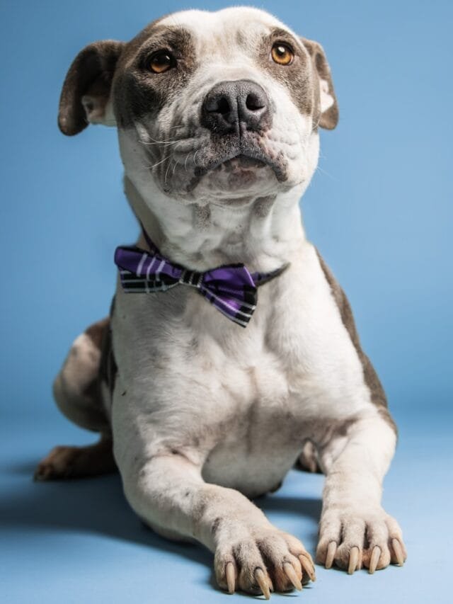 a dog sitting on a blue background