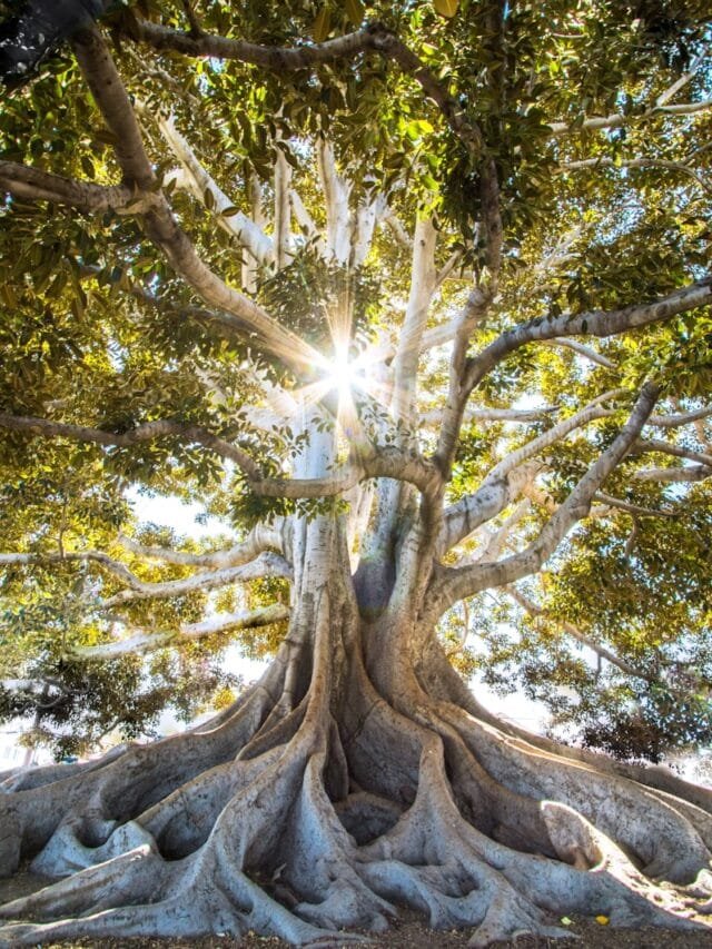 sun light passing through green leafed tree