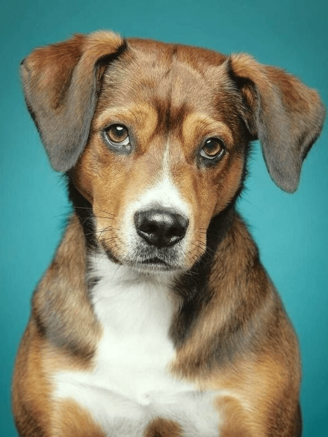 Which USA Dog Breeds Are Best for Social Butterflies?