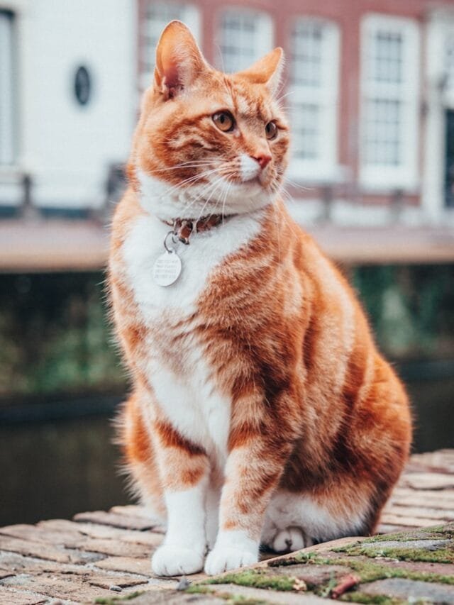 selective focus photography of orange and white tabby cat
