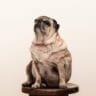 tan pug on brown wooden stool