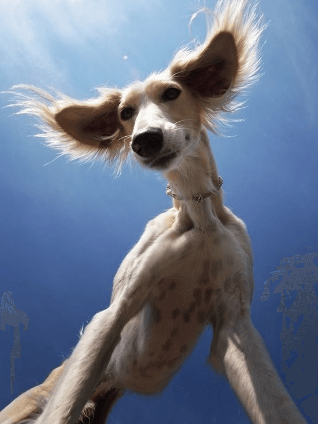 The 6 Most Expensive Dog Breeds in the World
