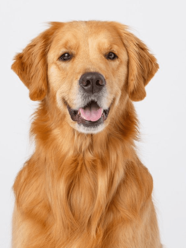 8 Fascinating Behaviors of Golden Retrievers in America