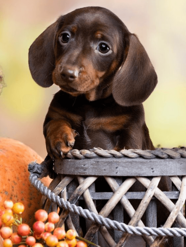 8 Surprising Habits of Dachshunds in the USA