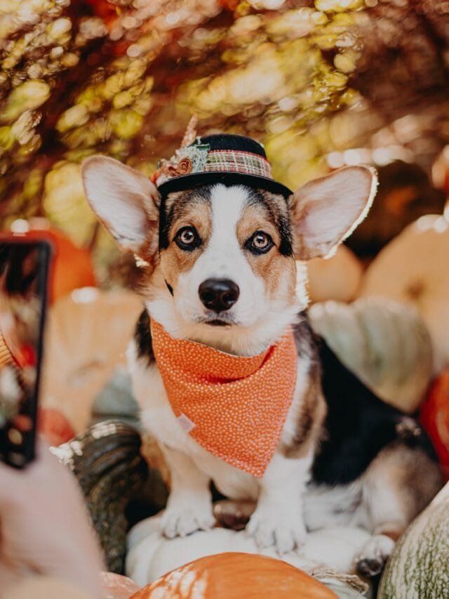 a dog wearing a hat