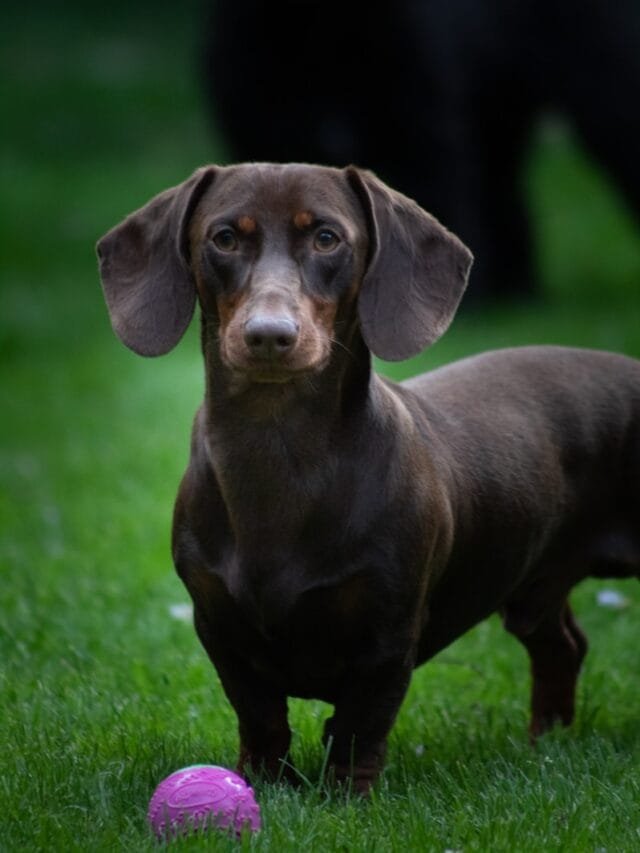 brown dachshund on green grass field during daytime